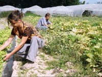 salariés en insertion du Réseau Cocagne dans un champ d'un jardin de cocagne
