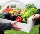 Défi Koom / Réseau Cocagne : cliquez et engagez-vous à consommer des légumes locaux !