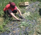 Bénévolat : Une adhérente aux paniers de légumes chausse ses bottes pour une journée de maraîchage